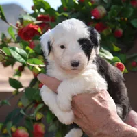 Pepper-Reduced price, a female Sheepadoodle for sale in Phoenix, AZ – Photo 2 of 8