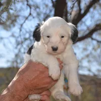 Natalia-Reduced price, a female Sheepadoodle for sale in Phoenix, AZ – Photo 7 of 7