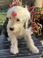 Natalia, a female Sheepadoodle for sale in Phoenix, AZ – Photo 6 of 9