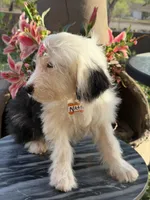 Natalia, a female Sheepadoodle for sale in Phoenix, AZ – Photo 3 of 9