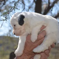 Natalia-Reduced price, a female Sheepadoodle for sale in Phoenix, AZ – Photo 6 of 7