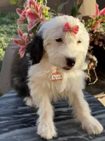 Natalia, a female Sheepadoodle for sale in Phoenix, AZ – Photo 5 of 9