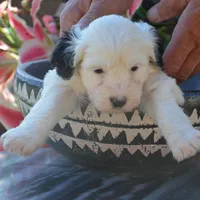 Natalia-Reduced price, a female Sheepadoodle for sale in Phoenix, AZ – Photo 5 of 7