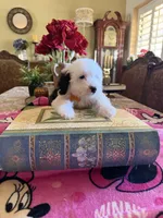 Natalia, a female Sheepadoodle for sale in Phoenix, AZ – Photo 9 of 9