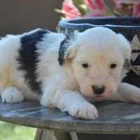 Natalia-Reduced price, a female Sheepadoodle for sale in Phoenix, AZ – Photo 2 of 7