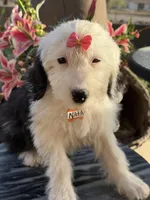 Natalia, a female Sheepadoodle for sale in Phoenix, AZ – Photo 7 of 9