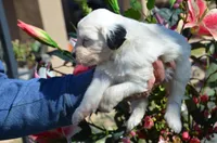 processed/732a1749-41a6-49cc-8075-9c52d658297e/listing/b2ed3bf4-cb1e-4bfb-a242-9b03ef763d0f/e0809613-c63a-4934-9eaf-6764a377b066