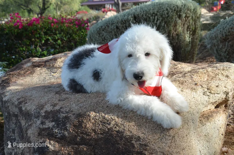 Rufas Mini Sheepadoodle – Sheepadoodle puppy for sale in Phoenix, AZ