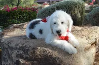 Rufas Mini Sheepadoodle, a male Sheepadoodle for sale in Phoenix, AZ – 1 of 8