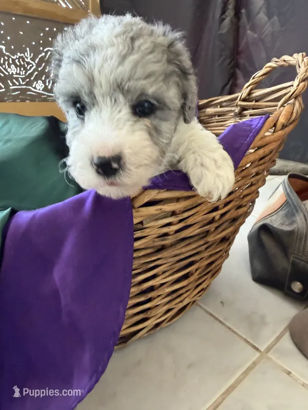 Kiwi micro Miniture – Old English Sheepdog, Poodle - Toy  puppy for sale in Phoenix, AZ