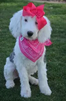 Lulu Mini Sheepadoodle, a female Sheepadoodle for sale in Phoenix, AZ – 2 of 7