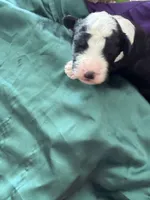 Atlas, a male Sheepadoodle and Poodle - Standard  for sale in Phoenix, AZ – 3 of 5