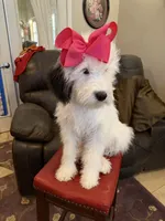 Shasta Mini Sheepadoodle, a female Sheepadoodle for sale in Phoenix, AZ – 2 of 9