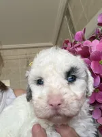 Snowflake Micro Mini Doodle with Blue Eyes, a female Old English Sheepdog and Poodle - Toy  for sale in Phoenix, AZ – 8 of 9