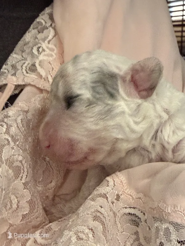 Snowflake – Poodle - Toy , Sheepadoodle puppy for sale in Phoenix, AZ