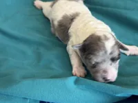 Jade Micro Miniture, a male Old English Sheepdog and Poodle - Toy  for sale in Phoenix, AZ – 6 of 7