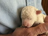 Sugar Micro Mini, a male Old English Sheepdog and Poodle - Toy  for sale in Phoenix, AZ – 8 of 10