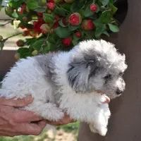 Prince Micro mini reduced, a male Old English Sheepdog for sale in Phoenix, AZ – Photo 5 of 5