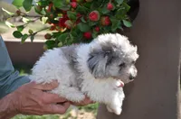 Prince Micro mini reduced, a male Old English Sheepdog for sale in Phoenix, AZ – Photo 5 of 5
