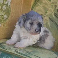 Prince Micro mini reduced, a male Old English Sheepdog for sale in Phoenix, AZ – Photo 3 of 5