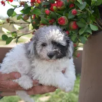 Prince Micro mini reduced, a male Old English Sheepdog for sale in Phoenix, AZ – Photo 4 of 5