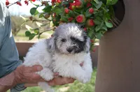 Prince Micro mini reduced, a male Old English Sheepdog for sale in Phoenix, AZ – Photo 4 of 5