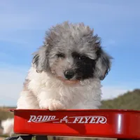 Prince Micro mini reduced, a male Old English Sheepdog for sale in Phoenix, AZ – Photo 1 of 5