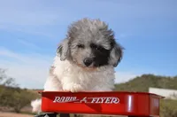 Prince Micro mini reduced, a male Old English Sheepdog for sale in Phoenix, AZ – Photo 1 of 5