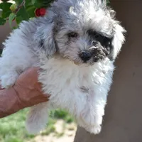 Prince Micro mini reduced, a male Old English Sheepdog for sale in Phoenix, AZ – Photo 2 of 5