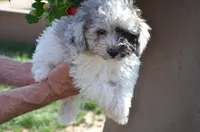 Prince Micro mini reduced, a male Old English Sheepdog for sale in Phoenix, AZ – Photo 2 of 5