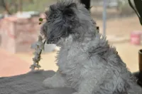 Kiwi micro Miniture, a male Old English Sheepdog and Poodle - Toy  for sale in Phoenix, AZ – 4 of 7