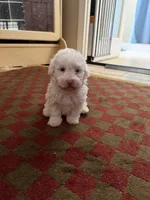 Sugar Micro Mini/Blue Eyes, a male Sheepadoodle for sale in Phoenix, AZ – 8 of 9