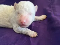 Casper Micro Miniture, a male Old English Sheepdog and Poodle - Toy  for sale in Phoenix, AZ – 4 of 6