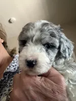 Kiwi Micro Mini Sheepadoodle, a male Poodle - Toy  and Sheepadoodle for sale in Phoenix, AZ – 7 of 10
