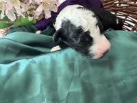 Atlas, a male Sheepadoodle and Poodle - Standard  for sale in Phoenix, AZ – 4 of 5