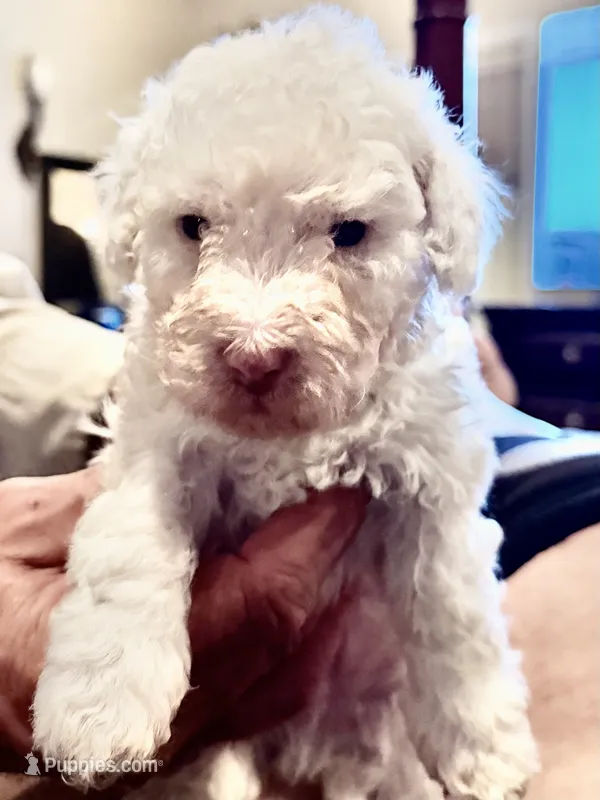 Sugar Micro Mini Doodle with Blue Eyes – Poodle - Toy , Sheepadoodle puppy for sale in Phoenix, AZ