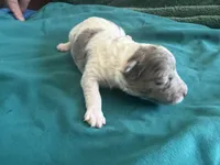 Jade Micro Miniture, a male Old English Sheepdog and Poodle - Toy  for sale in Phoenix, AZ – 7 of 7