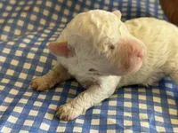 Sugar Micro Mini, a male Poodle - Toy  and Sheepadoodle for sale in Phoenix, AZ – 6 of 7