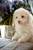 Casper Micro Mini/Blue Eyes Reduced, a male Sheepadoodle for sale in Phoenix, AZ – 3 of 7