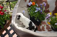 sheepadoodles just born, a male Sheepadoodle for sale in Phoenix, AZ – Photo 2 of 3