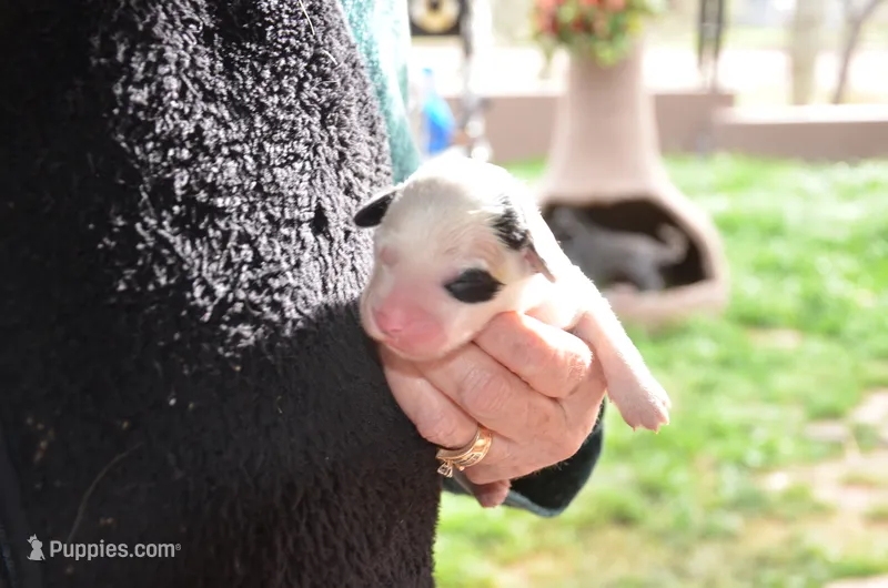 sheepadoodles just born