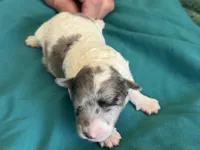 Jade Micro Miniture, a male Old English Sheepdog and Poodle - Toy  for sale in Phoenix, AZ – 2 of 7