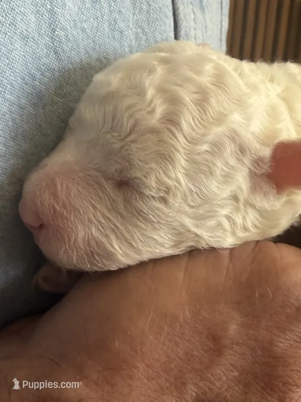 Sugar Micro Mini – Poodle - Toy , Sheepadoodle puppy for sale in Phoenix, AZ