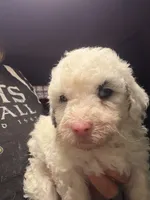 Snowflake Micro Mini / Blue Eyes, a female Poodle - Toy  and Sheepadoodle for sale in Phoenix, AZ – 4 of 9