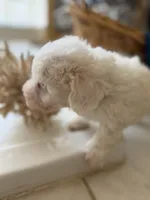 Casper Micro Mini Doodle with Blue Eyes, a male Poodle - Toy  and Sheepadoodle for sale in Phoenix, AZ – 3 of 5
