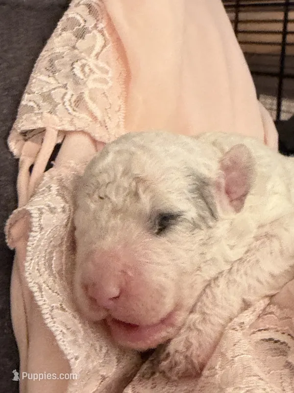 Snow Flake Micro Mini – Old English Sheepdog, Poodle - Toy  puppy for sale in Phoenix, AZ