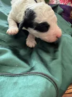 Cooper, a male Sheepadoodle and Poodle - Standard  for sale in Phoenix, AZ – 2 of 5