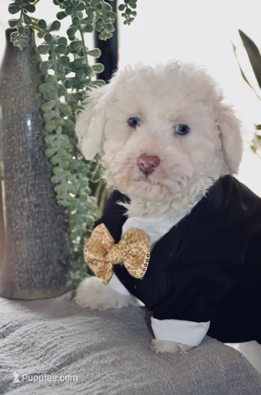 Sugar Micro Mini/Blue Eyes – Sheepadoodle puppy for sale in Phoenix, AZ
