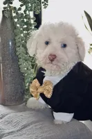 Sugar Micro Mini/Blue Eyes Sheepadoodle Reduced, a male Sheepadoodle for sale in Phoenix, AZ – 1 of 9
