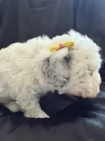 Snowflake Micro Mini Doodle with Blue Eyes, a female Old English Sheepdog and Poodle - Toy  for sale in Phoenix, AZ – 9 of 9